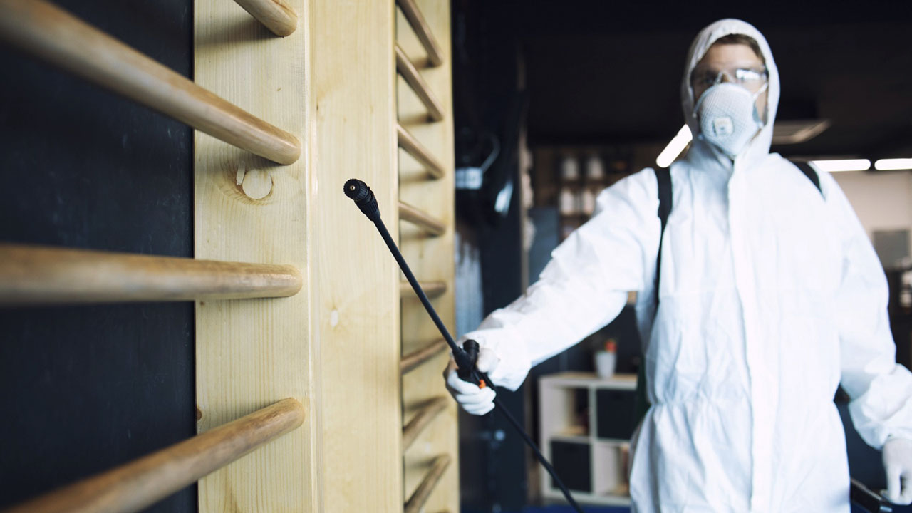 Aprenda Curiosidades e Como Acabar com Cupins em Caso de Infestação - DDA Dedetizadores Associados