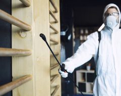 Aprenda Curiosidades e Como Acabar com Cupins em Caso de Infestação - DDA Dedetizadores Associados